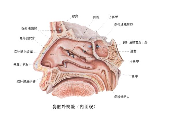 手足癣能传染到鼻口上吗